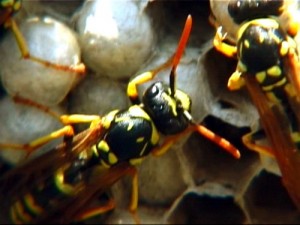 Avispa Polistes gallicus105