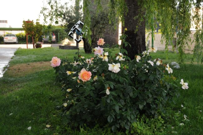 Jardin SATECMA
