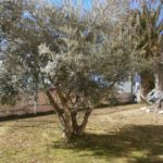 jardín satecma