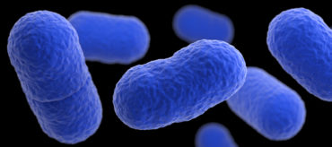 imagen bacteria listeria