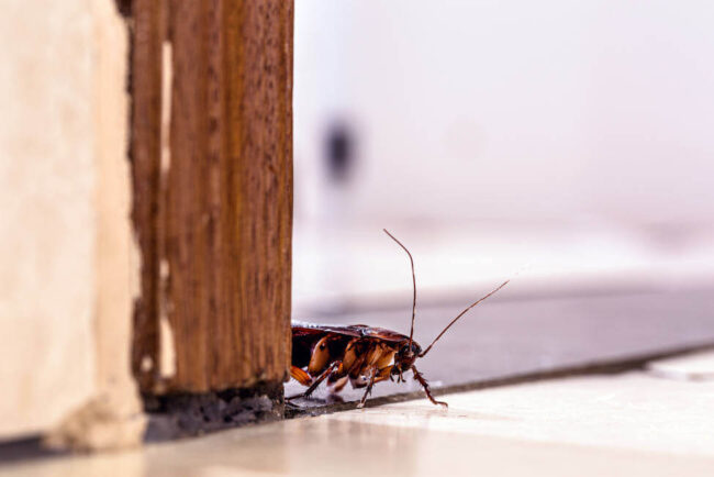 cucaracha